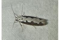Ethmia bipunctella