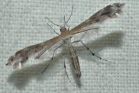 Stangeia siceliota