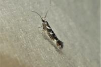 Vulcaniella