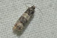 Piniphila bifasciana