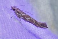 Pyroderces argyrogrammos