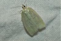 Tortrix viridana