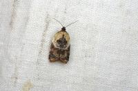 Acleris variegana