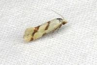 Aethes flagellana