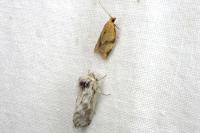 Clepsis consimilana