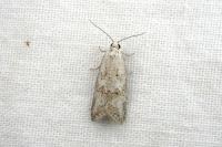 Cnephasia hellenica