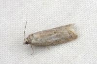 Cnephasia