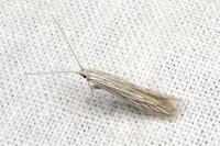 Coleophora