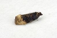 Hedya ochroleucana