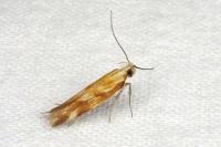Mirificarma eburnella