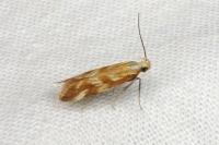 Mirificarma eburnella