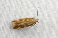 Mirificarma eburnella
