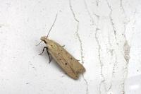 Nothris verbascella