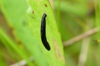 Coleophora conspicuella
