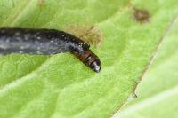 Coleophora conspicuella