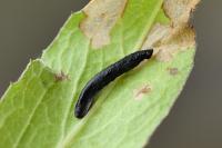 Coleophora conspicuella
