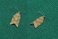Clepsis pallidana