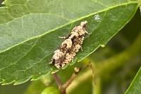 Zeiraphera isertana