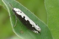 Ethmia bipunctella