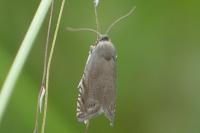 Grapholita nebritana