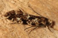 Nemapogon cloacellus