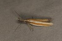 Pleurota aristella