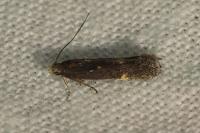 Aproaerema anthyllidella