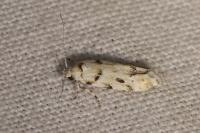Parastenolechia nigrinotella