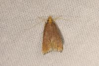 Eurodachtha pallicornella