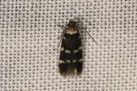 Oegoconia