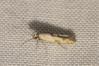 Epermenia