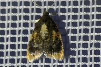 Spatalistis bifasciana