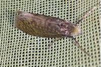 Taleporia tubulosa
