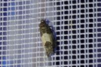Spilonota ocellana