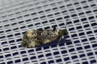 Endothenia