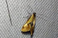 Batia lunaris