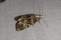 Phtheochroa rugosana