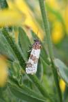Periclepsis cinctana