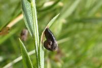 Coleophora vibicella