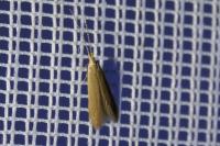 Coleophora