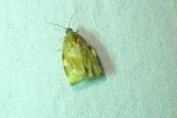 Archips xylosteana