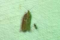 Acleris