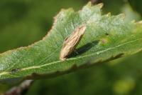 Coleophora serratella