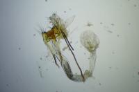 Coleophora serratella