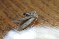 Coleophora serratella