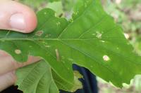 Coleophora serratella