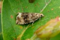 Celypha lacunana