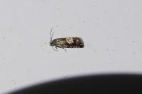 Grapholita compositella