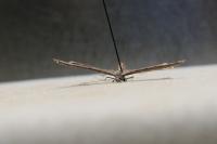 Agdistis
