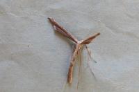 Agdistis